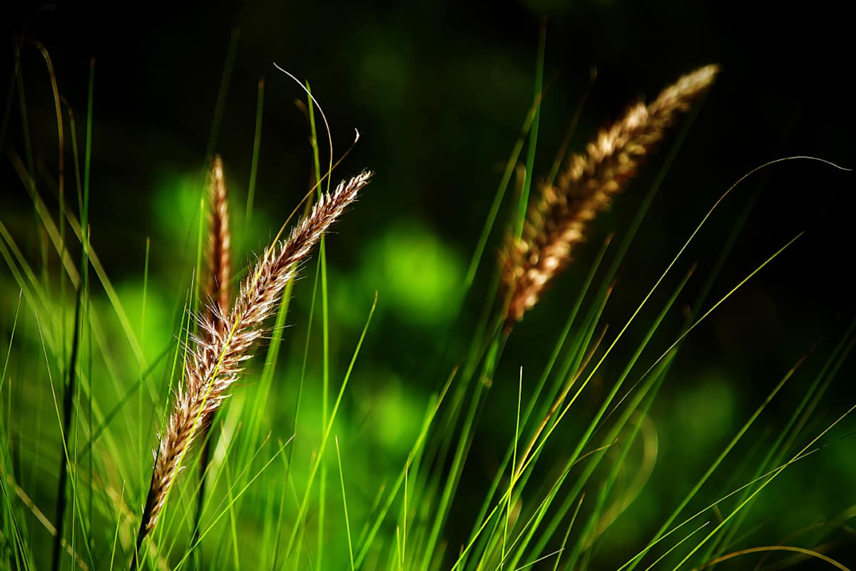 Blades of Grass by Mark Peacock  Image: Photograph