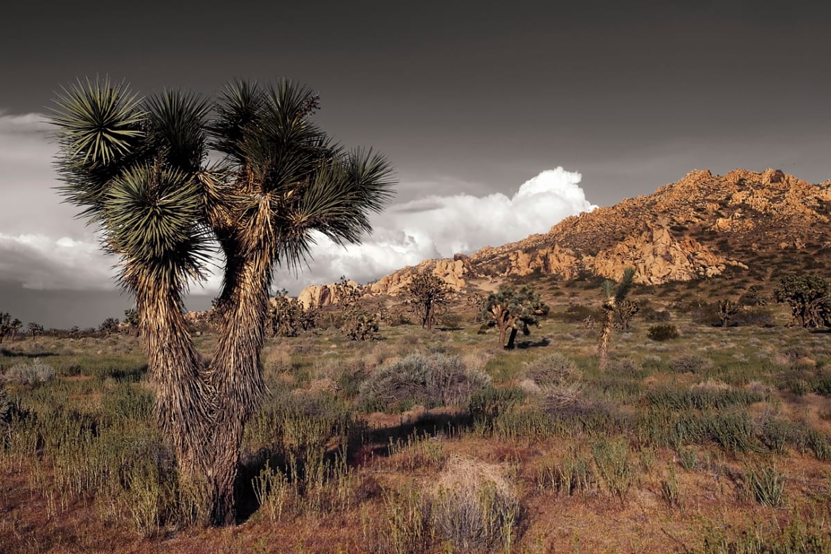 Senic Mojave Desert 