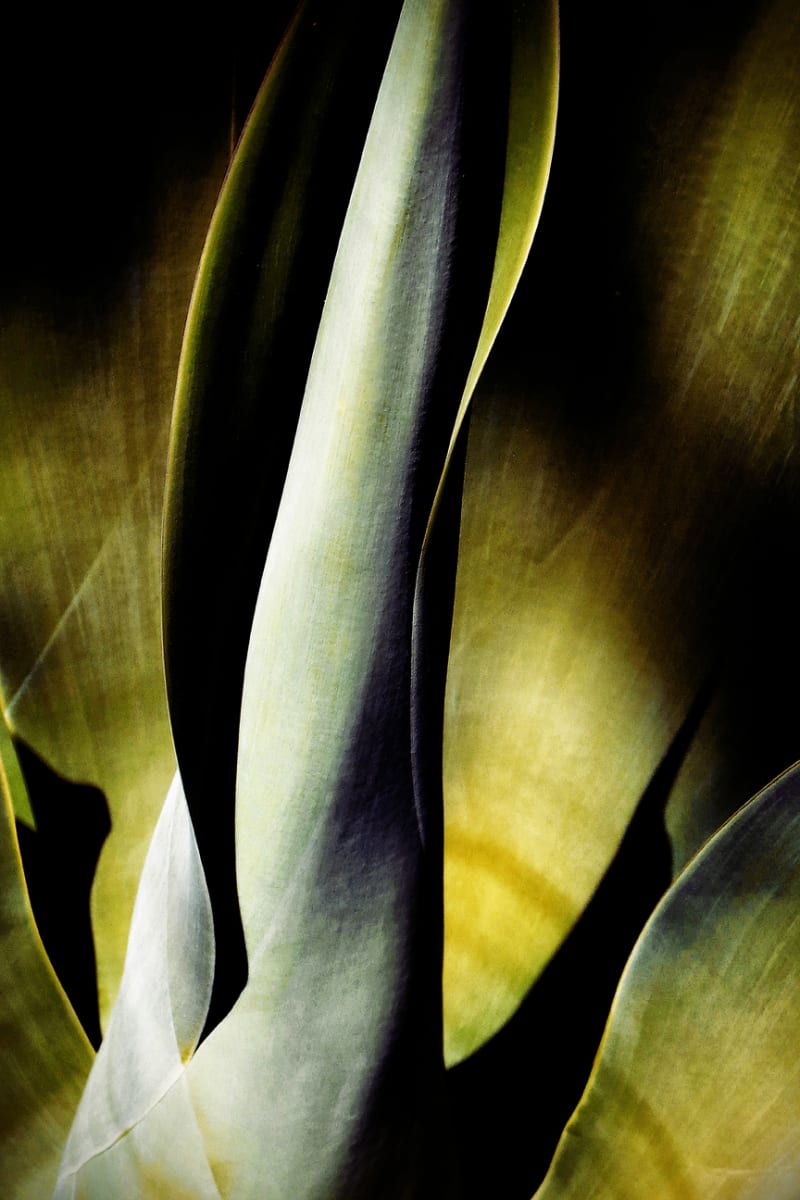 Agave Attenuata - 1 by Mark Peacock  Image: Photograph