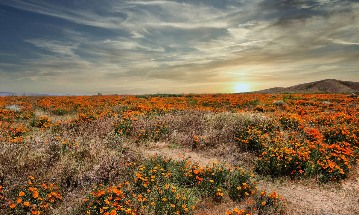 California Poppy Fields by Mark Peacock 