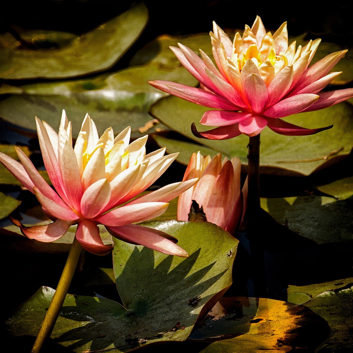 Water Lilly's - 2 by Mark Peacock  Image: Photograph