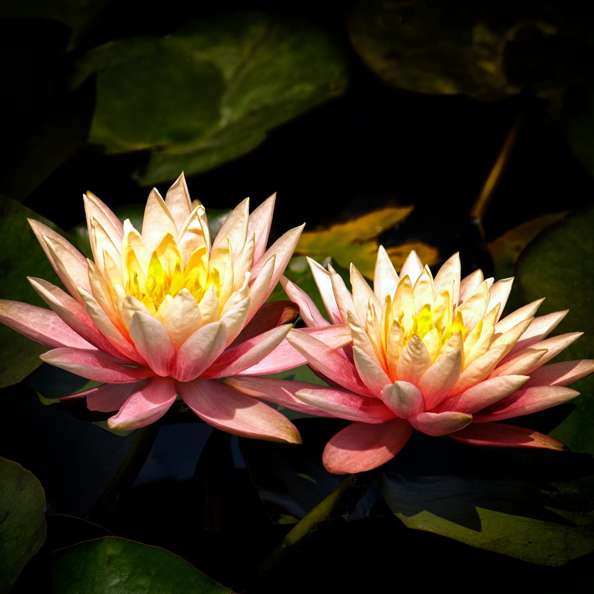 Water Lilly's - 3 by Mark Peacock  Image: Photograph