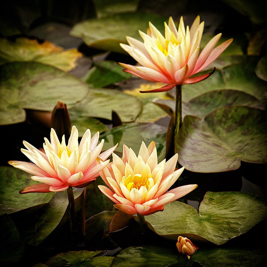 Water Lilly's - 1 by Mark Peacock  Image: Photograph