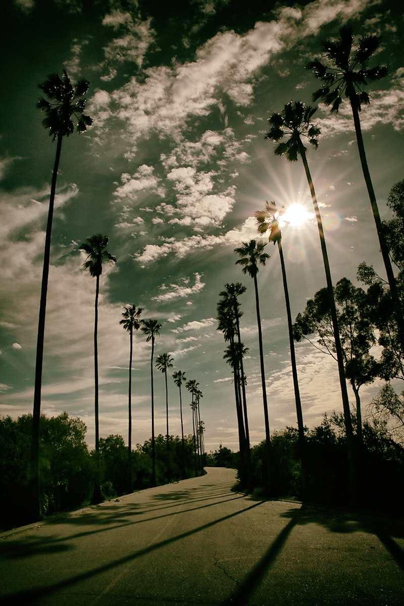 Elysian Park Palms by Mark Peacock  Image: Photograph