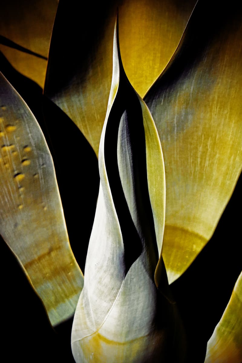 Agave Attenuata - 2 by Mark Peacock  Image: Photograph