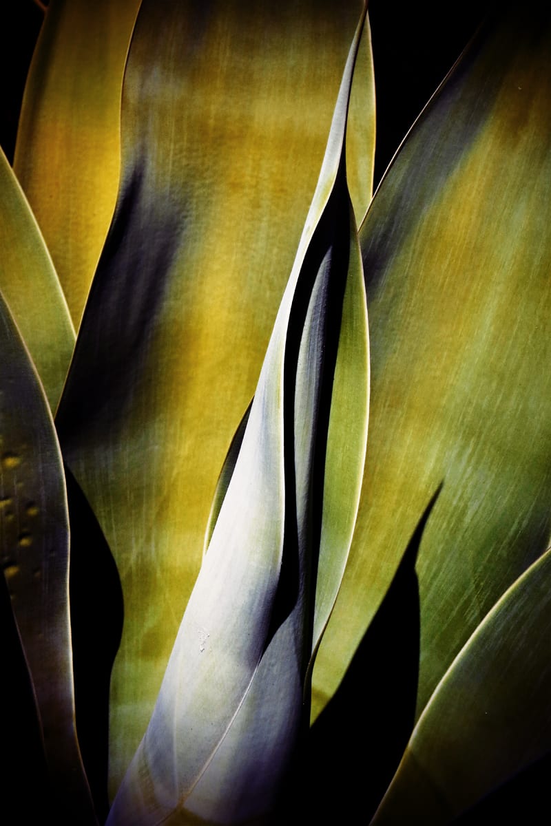 Agave Attenuata - 3 by Mark Peacock  Image: Photograph