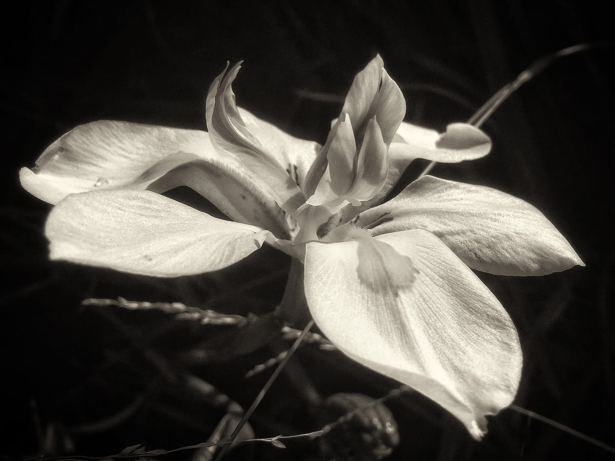 Day Lilly by Mark Peacock  Image: Photograph