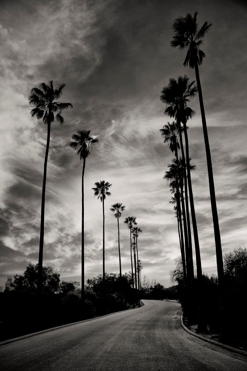 LA Palm Silhouettes by Mark Peacock  Image: Photograph