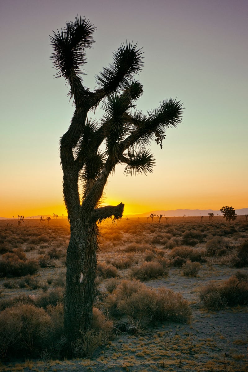 El Mirage Sunrise by Mark Peacock  Image: Photograph