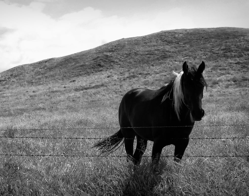 The Black Quater Horse by Mark Peacock  Image: Photograph