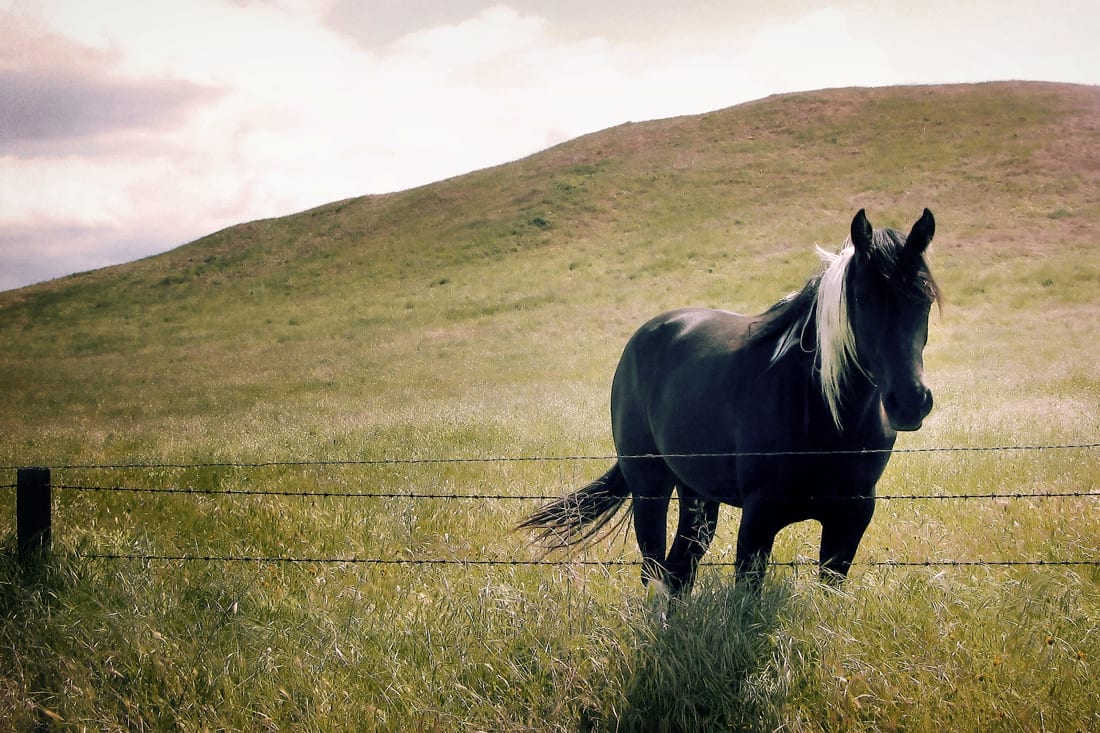 The Black Paint Horse by Mark Peacock  Image: Photograph