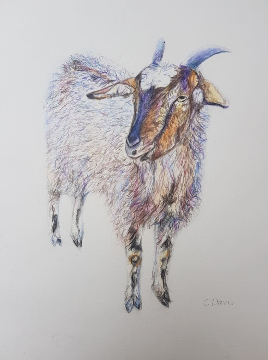Goat by Christine Davis  Image: Goat 