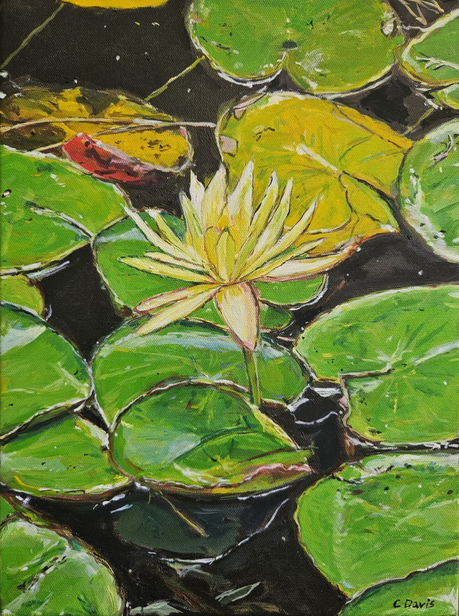 Water Lily by Christine Davis  Image: Water Lily