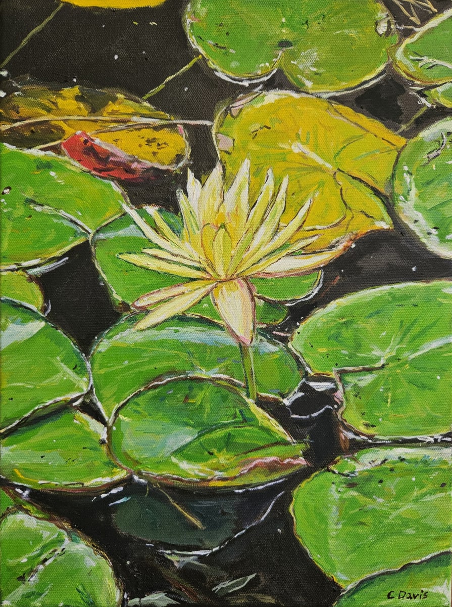 Water Lily in Bloom by Christine Davis  Image: Water Lily