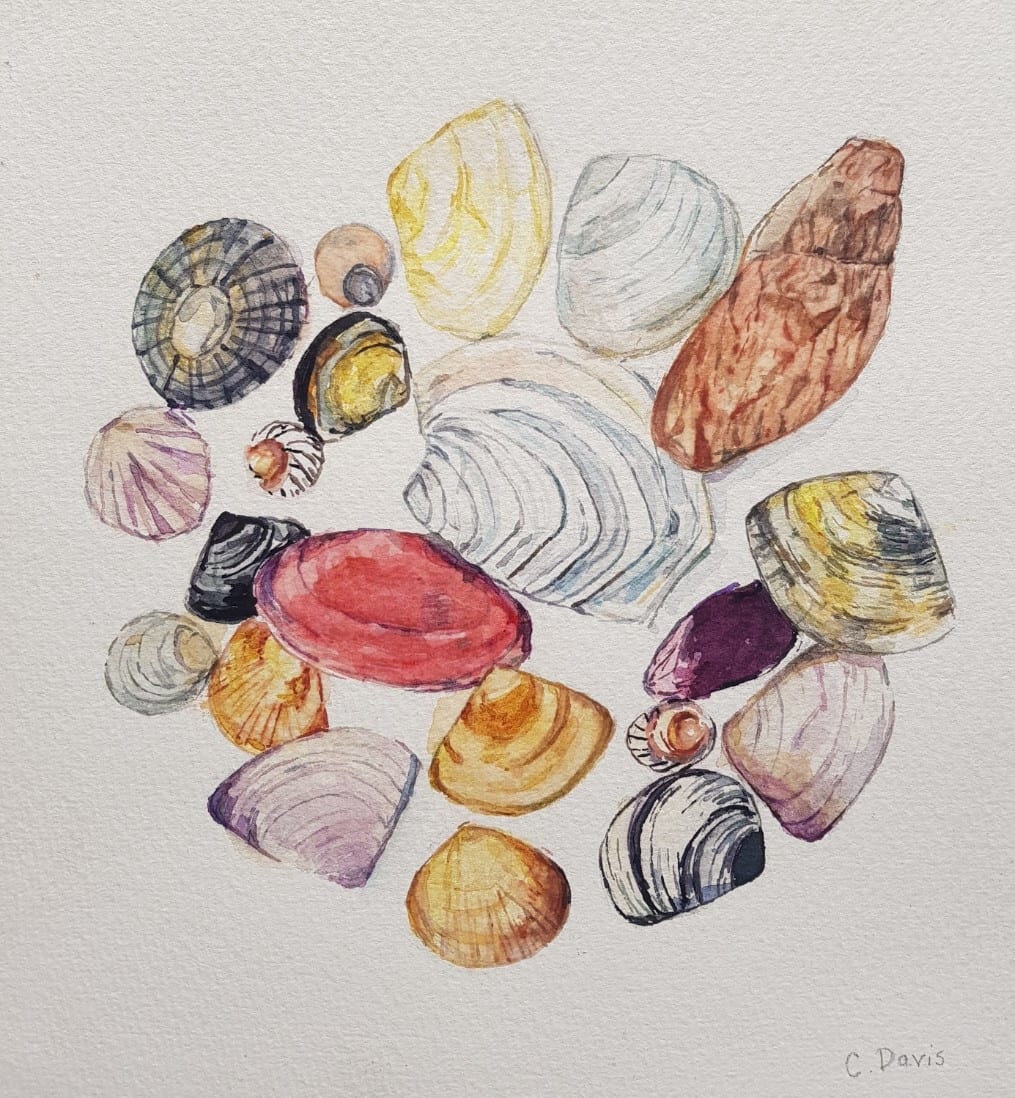 Seashell Symphony by Christine Davis  Image: Seashell Symphony