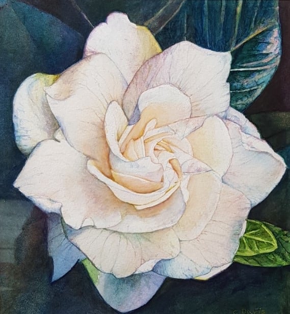 Gardenia by Christine Davis 