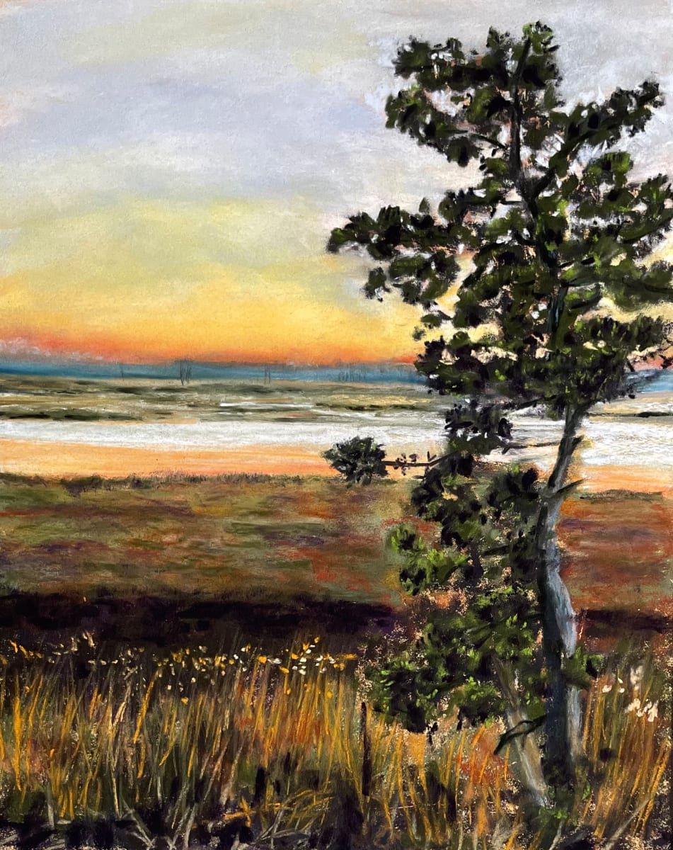 Loblolly Pine, Prime Hook Wildlife Refuge,DE 
