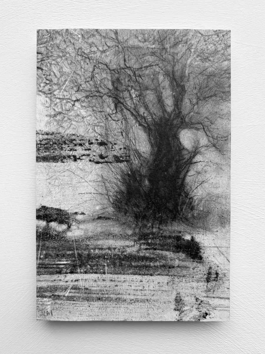 Alder fragments  IV by Tansy Lee Moir, Image 1.