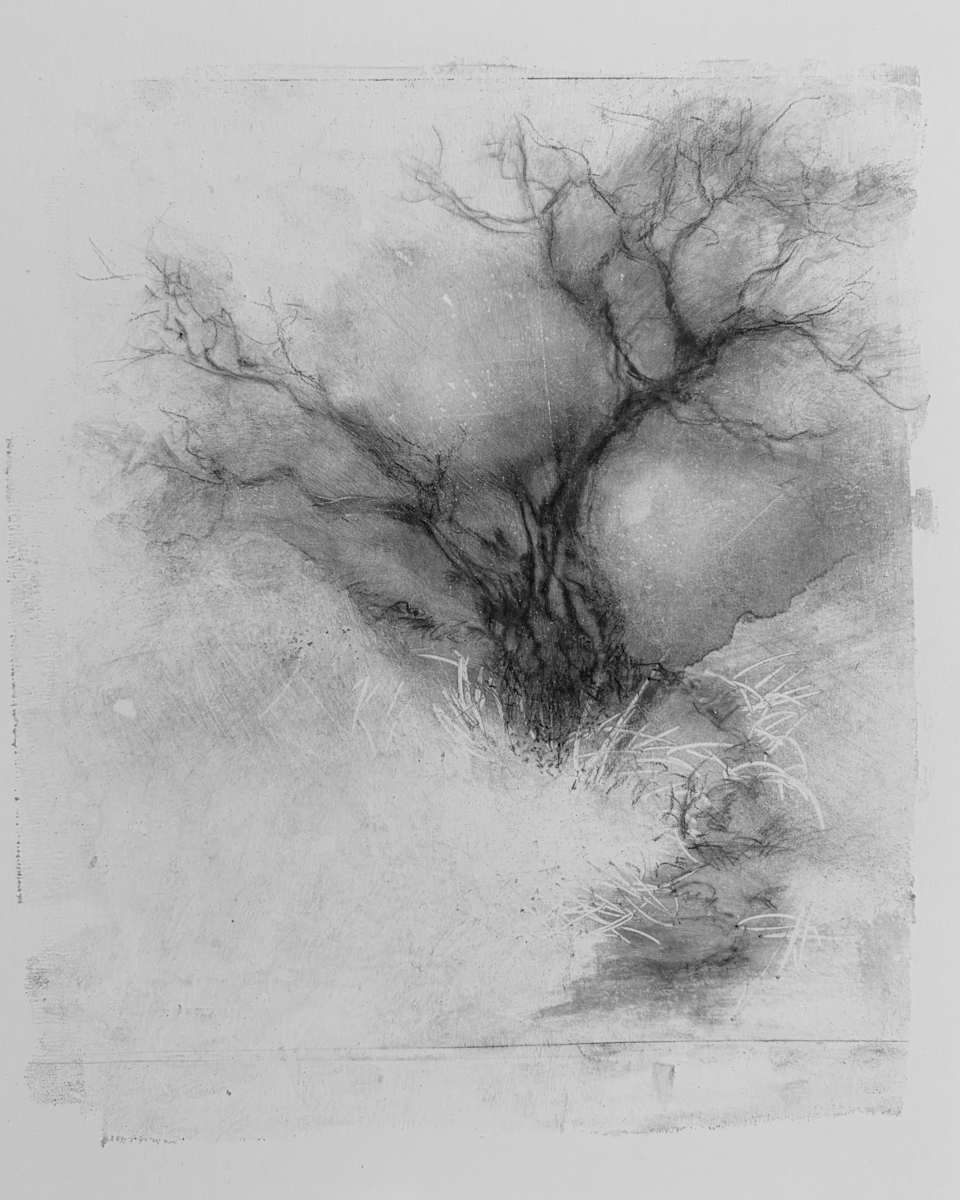 Alder pastures 1 by Tansy Lee Moir, Image 1.