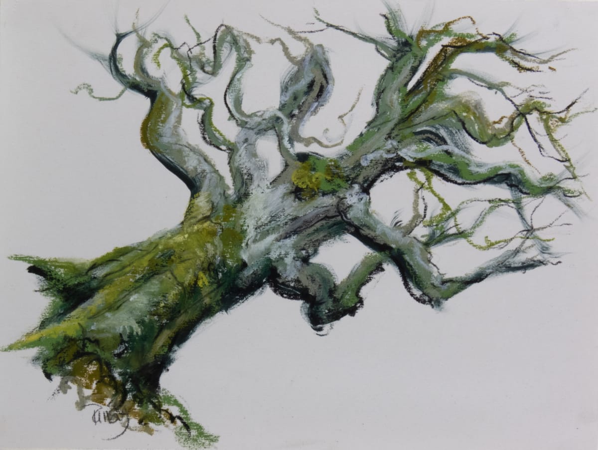 Burnside beech 1 by Tansy Lee Moir 