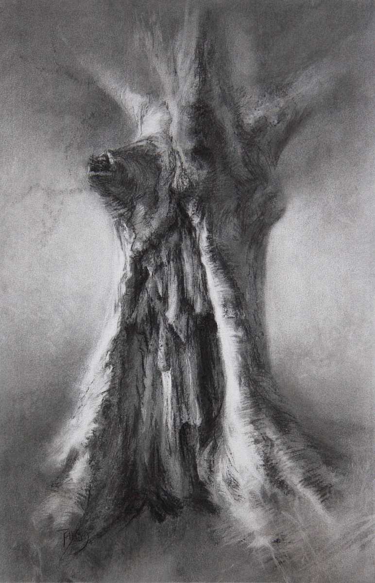 Calder hollow-hearted beech by Tansy Lee Moir, Image 1.