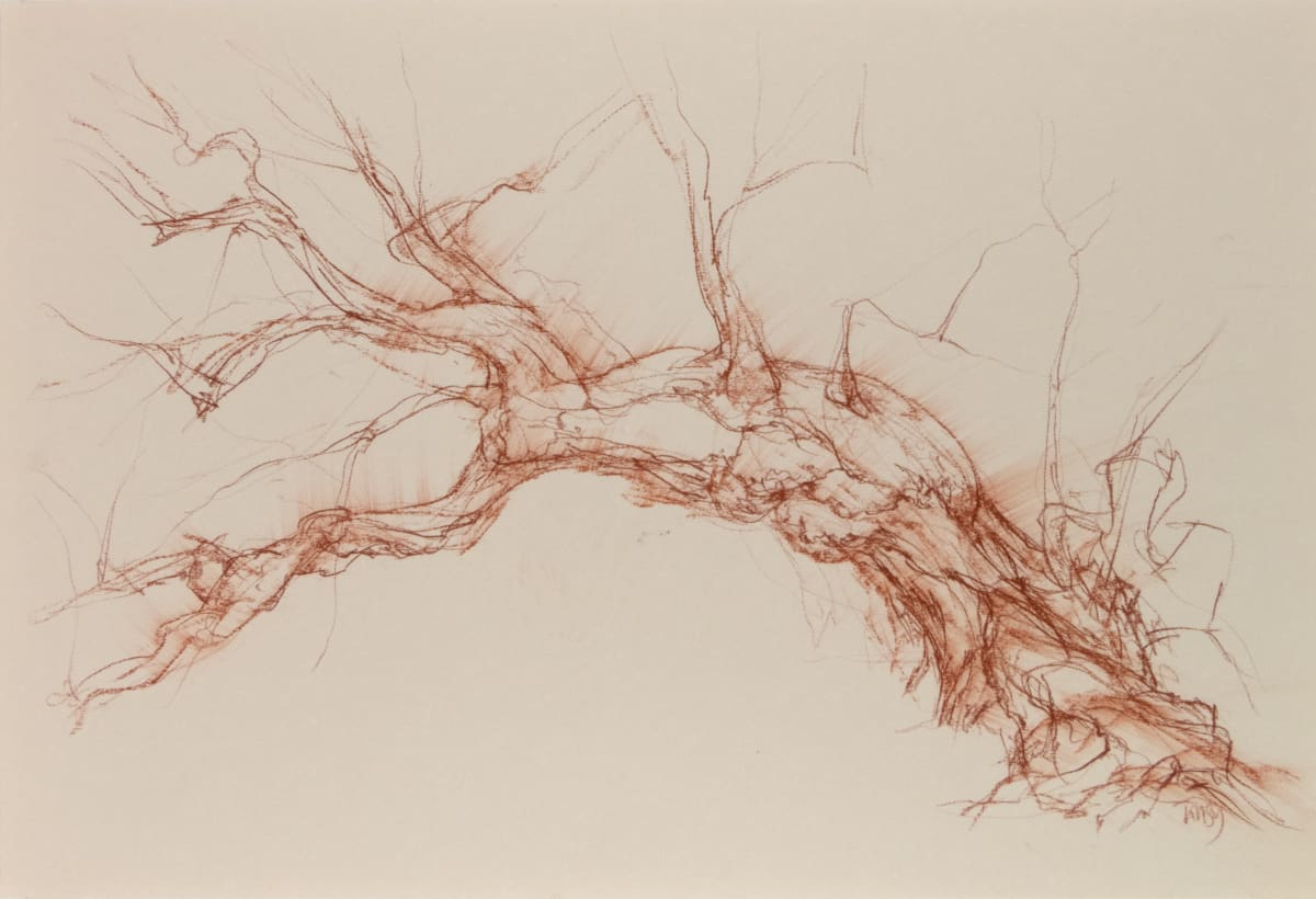 Calder phoenix elm by Tansy Lee Moir 