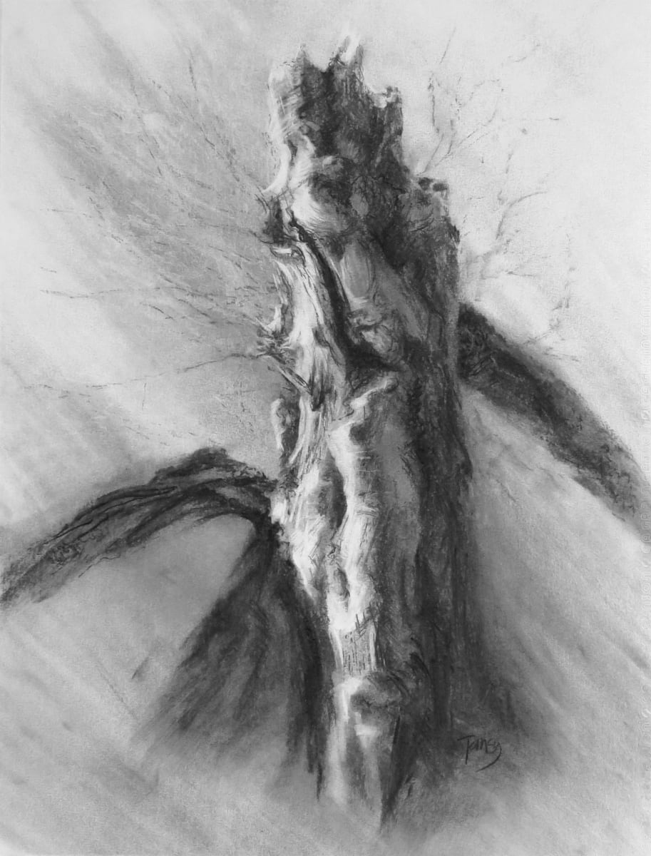 Calder collapsed beech by Tansy Lee Moir 