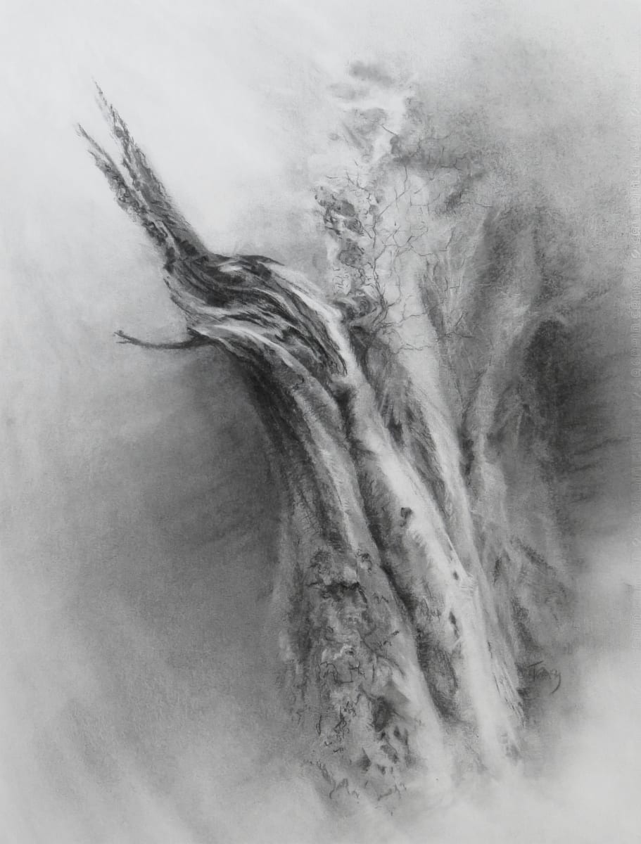 Calder twisted limb beech by Tansy Lee Moir 