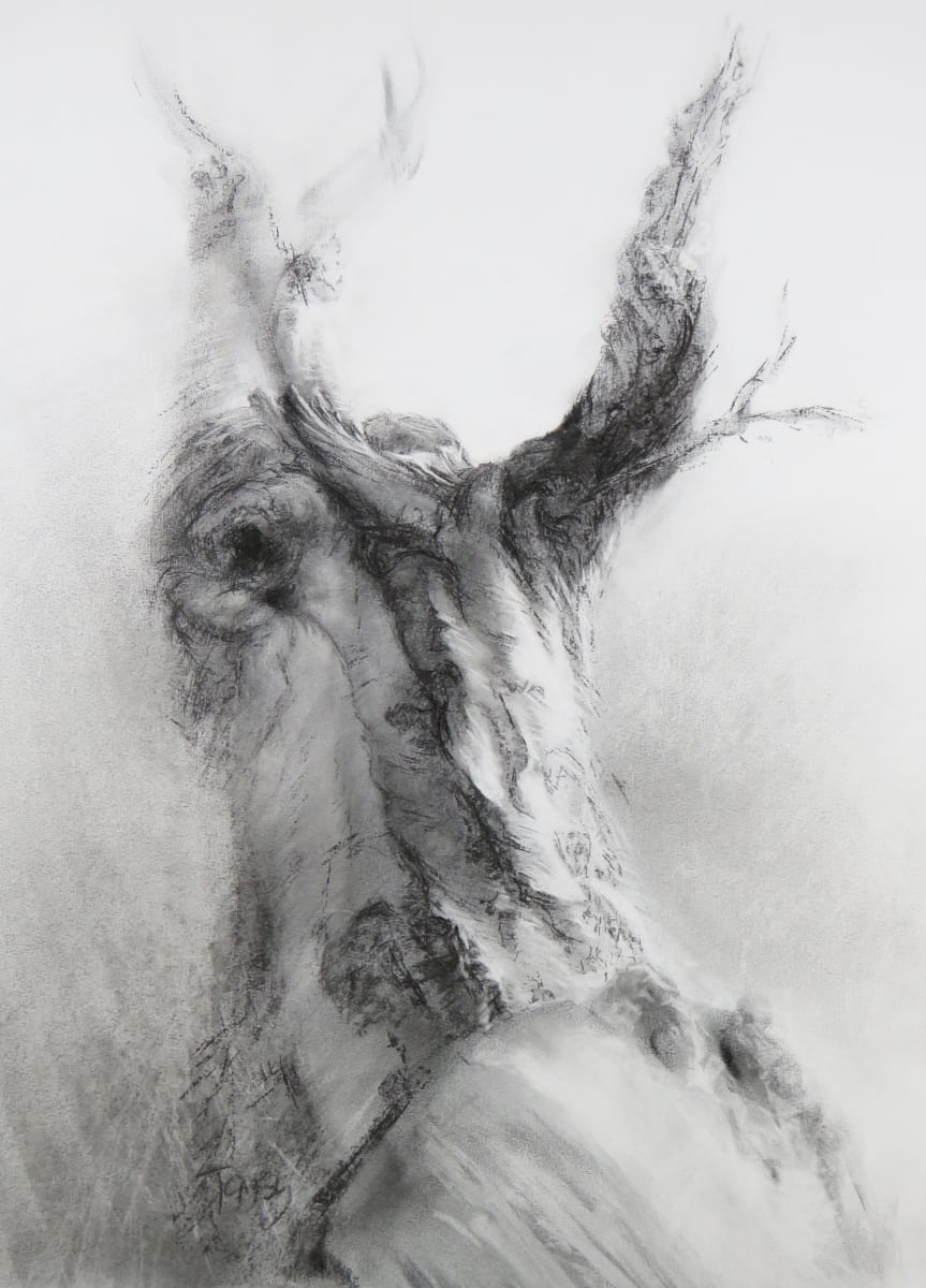 Calder shattered beech by Tansy Lee Moir 