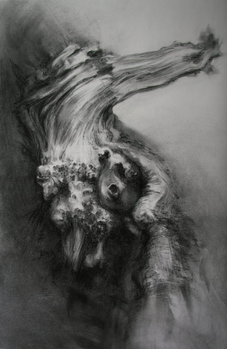 Dalkeith reaching oak by Tansy Lee Moir 