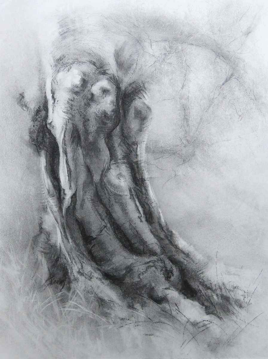 Harestanes rooted beech 2, Image 1.