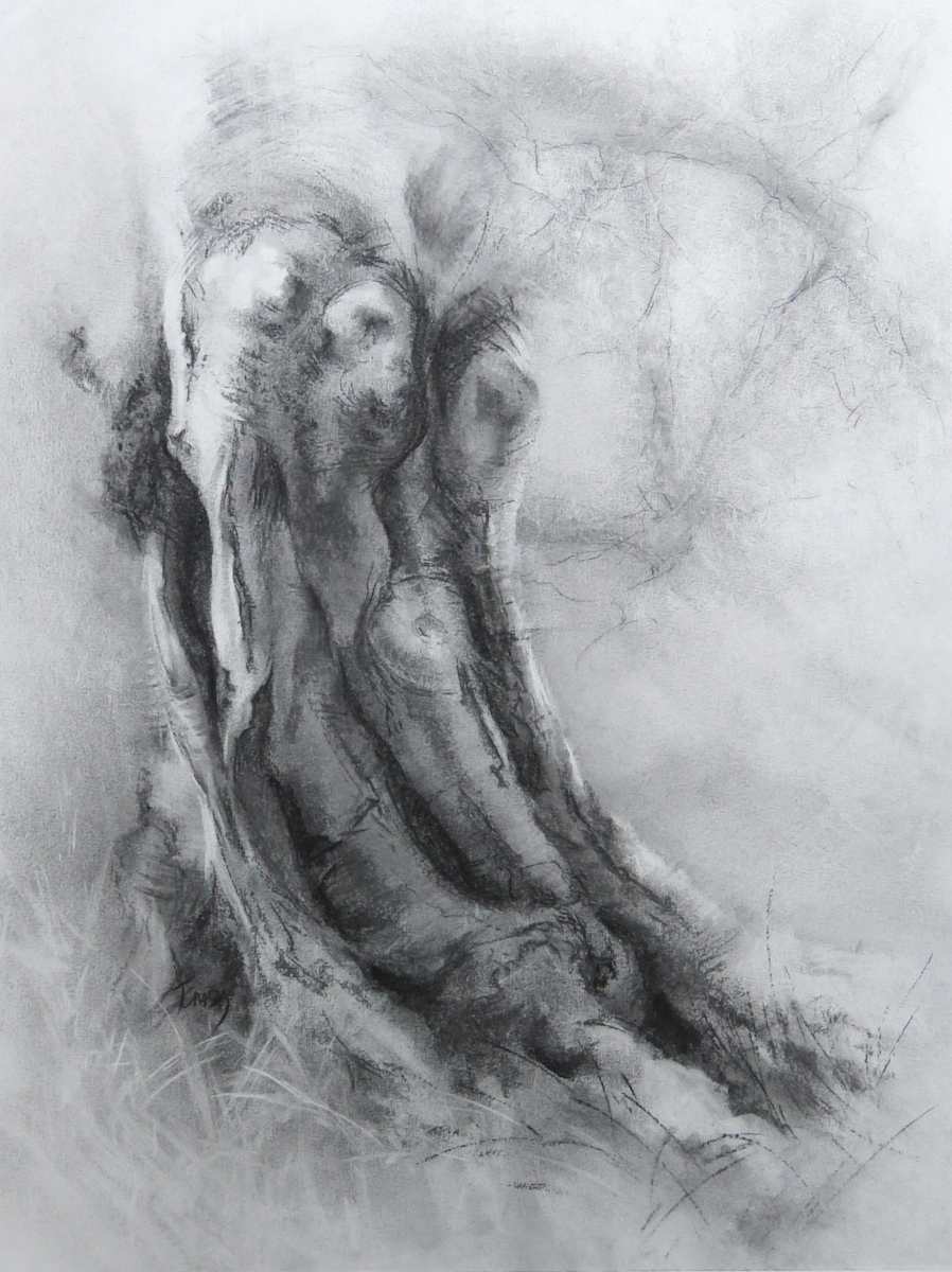 Harestanes rooted beech 2, Image 1.