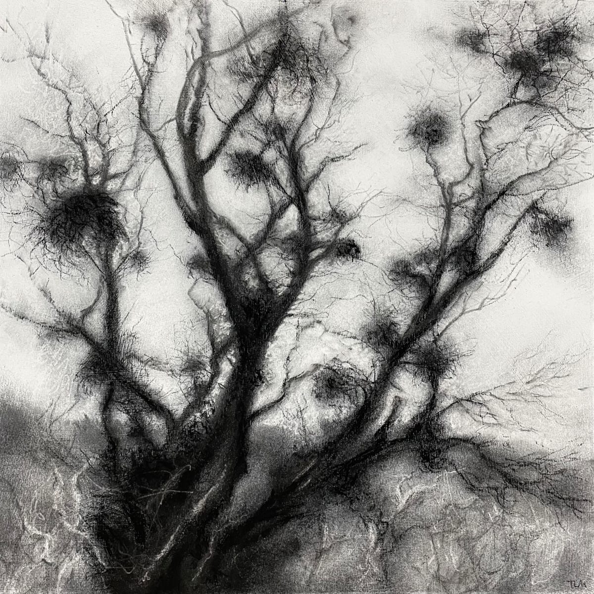 Birken by Tansy Lee Moir  Image: Artwork
