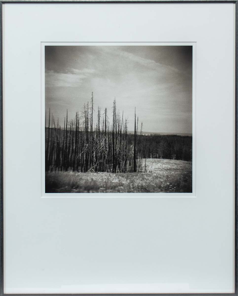 Forest Fire Study #1, Yellowstone National Park by Andrew Bale 