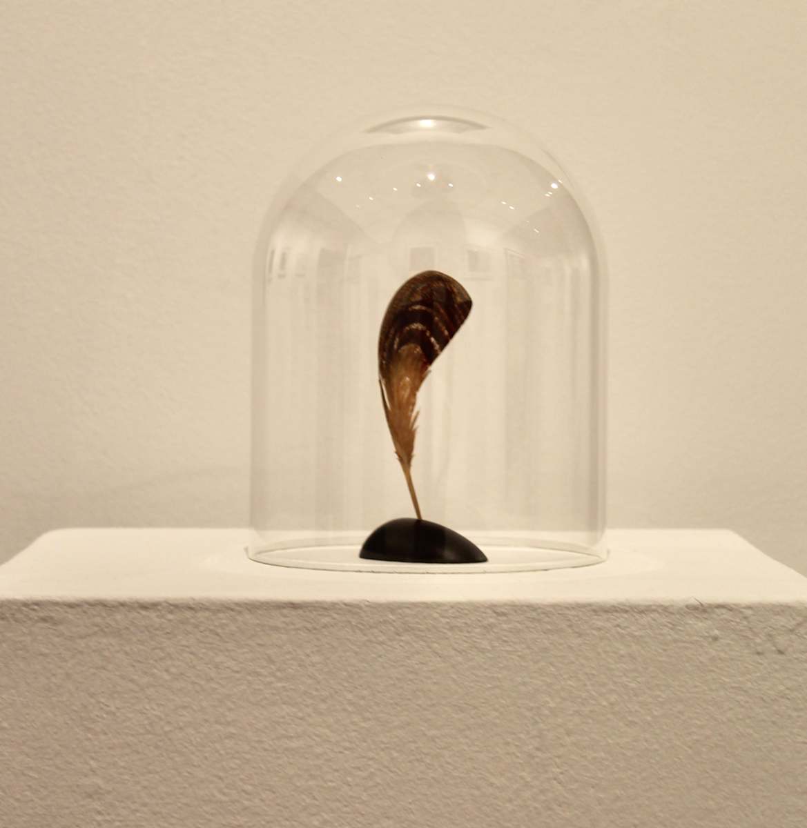 Feather by Miriam Carpenter 