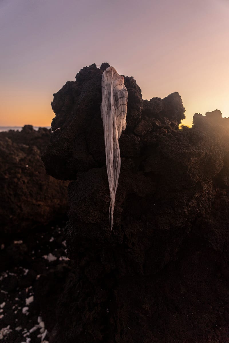 DM (suspended) by Linda Alterwitz 