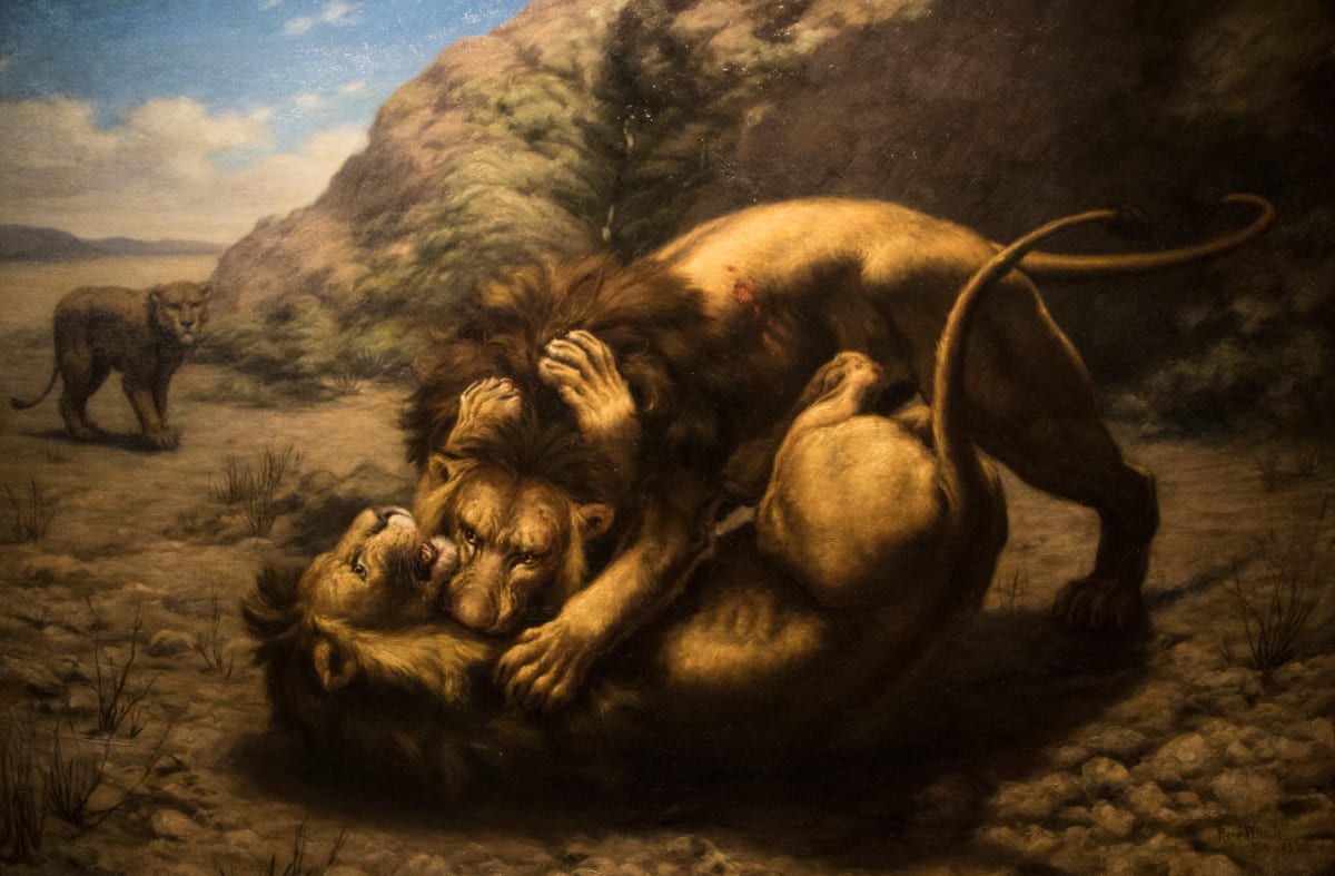 Two Lions Fighting for a Lioness by George Rene Whaite, Image 1.