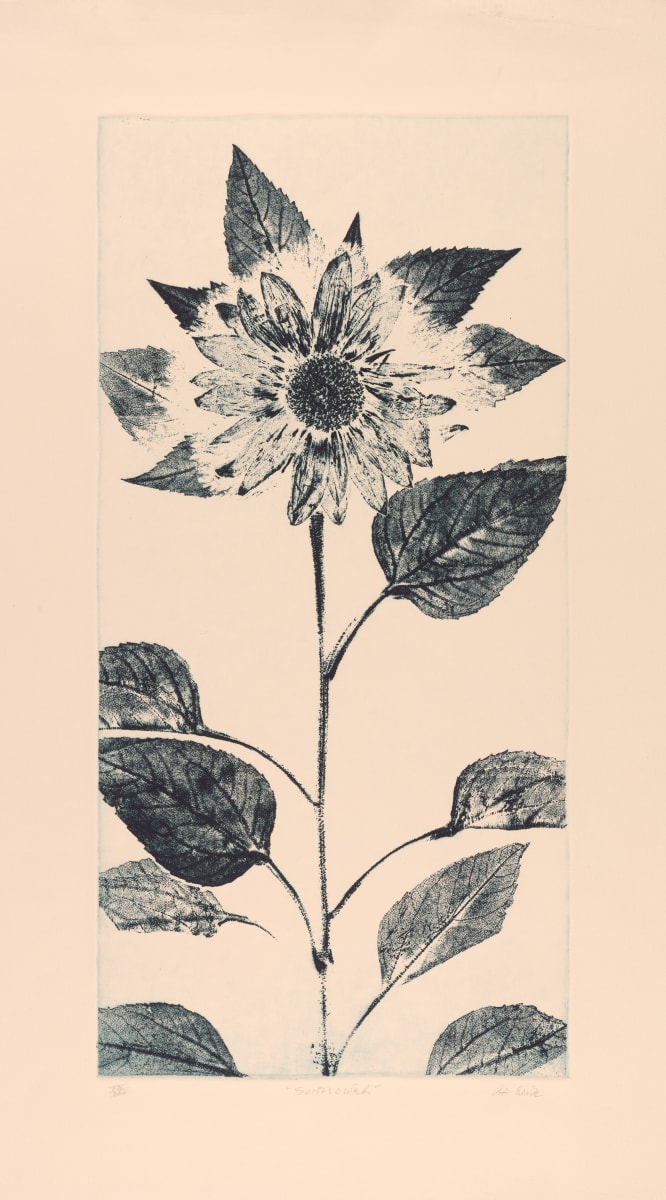 Sunflower by Robert Allan Cale 