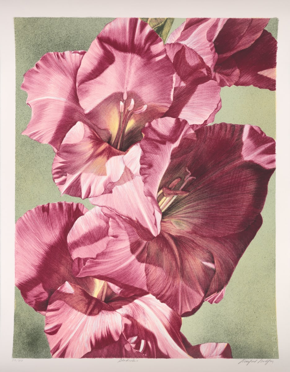 Gladiolus by Winifred Godfrey 