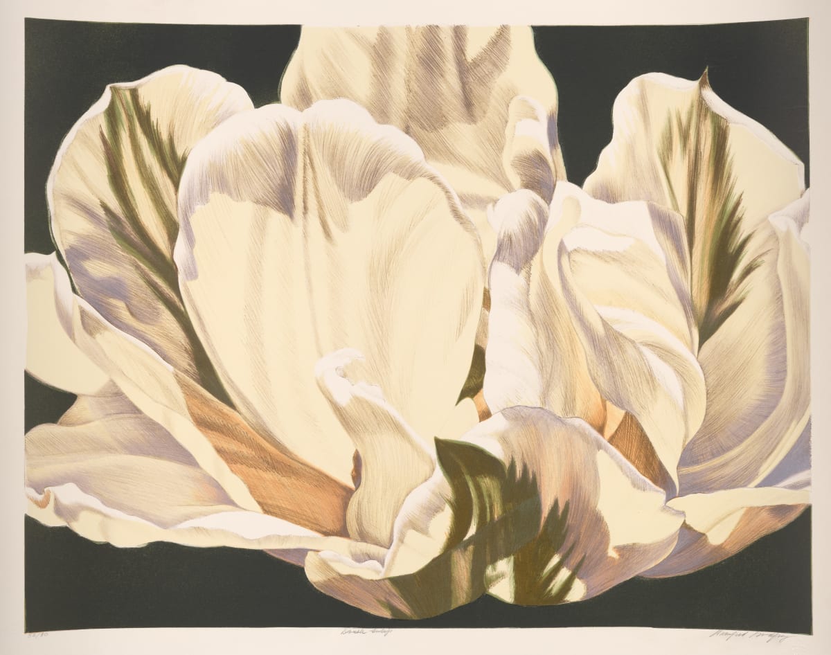 Double Tulip by Winifred Godfrey 