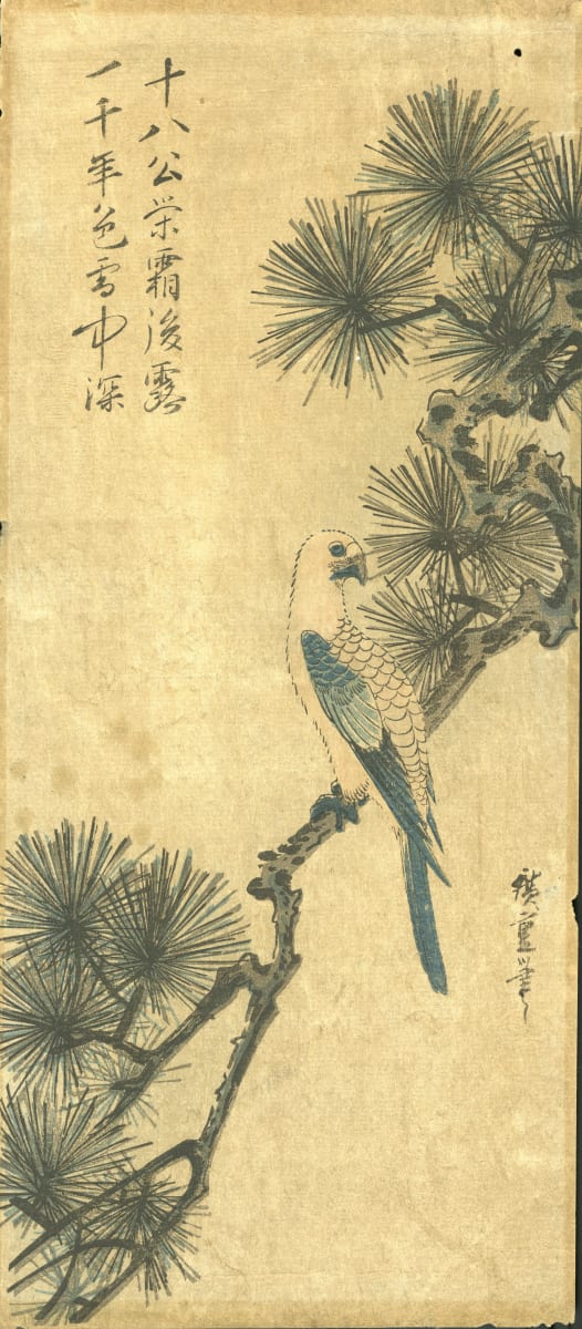 Parrot on a Pine Tree Branch by Utagawa Hiroshige (歌川広重) 