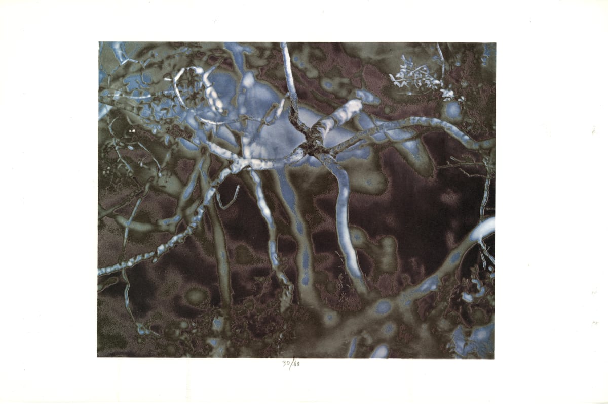 Creosote Bush by Todd Walker 