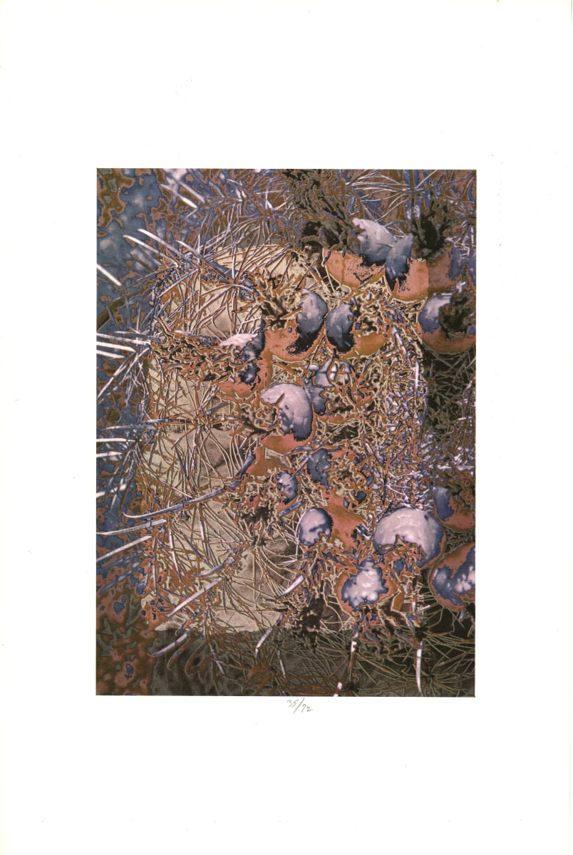 Barrel Cactus by Todd Walker 