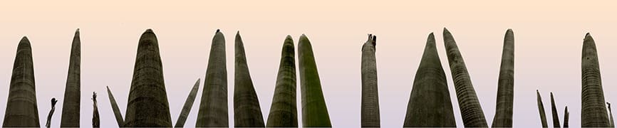 Palm Forest, Shipai Village, China by Peter Goin 