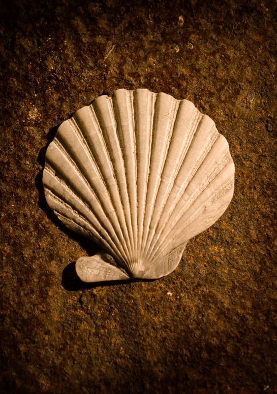 Scallop #2 by Matt McKee 