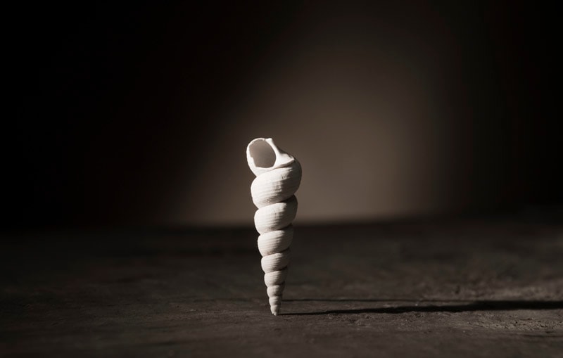 Shell #1 by Matt McKee, Image 1.