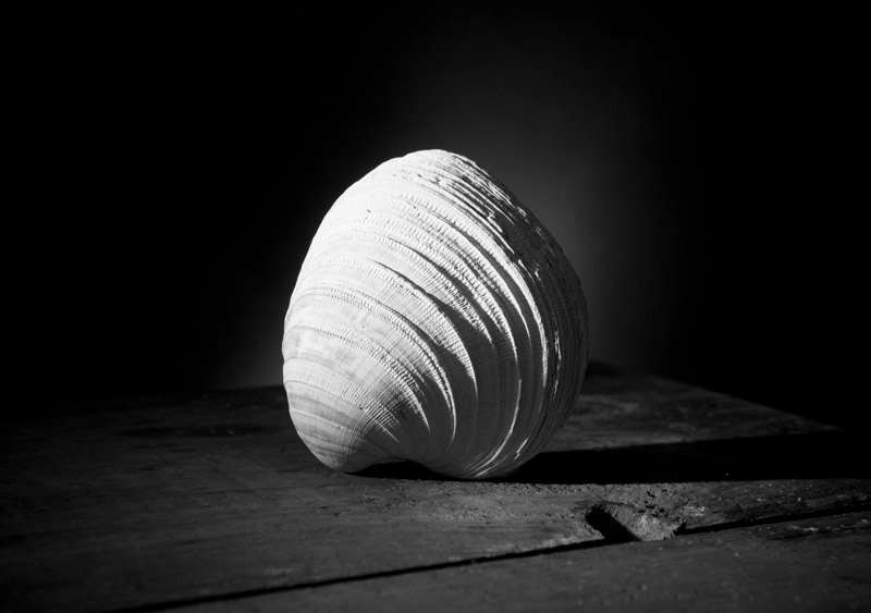 Shell #4 by Matt McKee, Image 1.