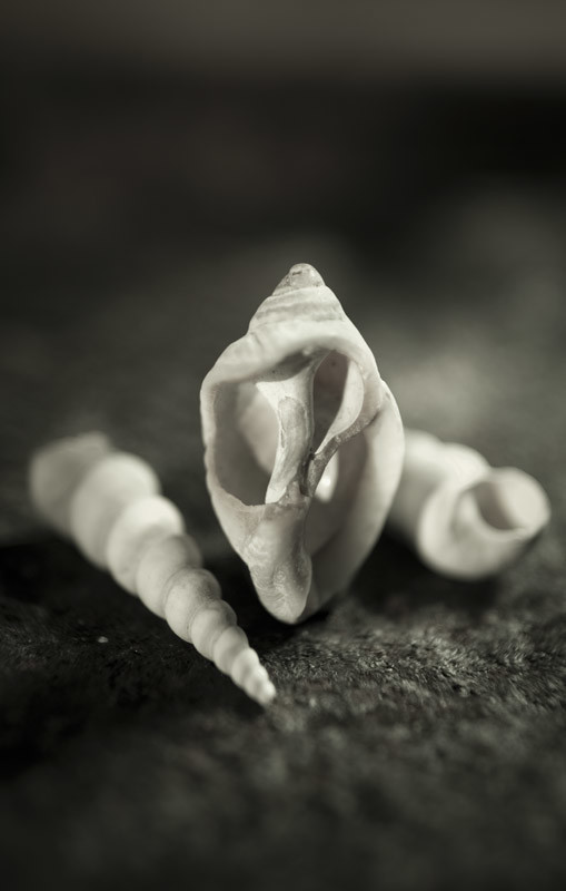 Three Shells by Matt McKee 