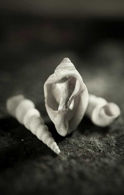 Three Shells by Matt McKee, Image 1.