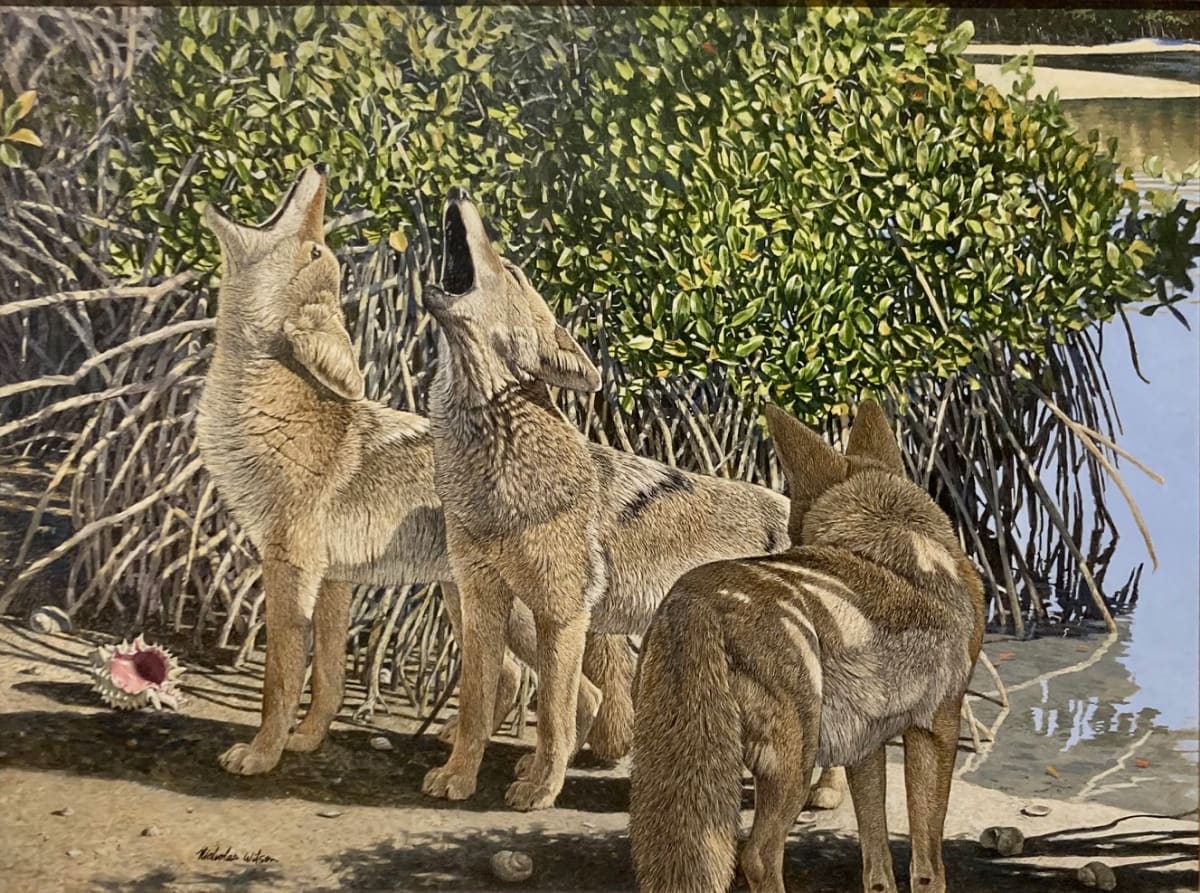 Haunting the Mangroves (Coyotes) by Nicholas Wilson 